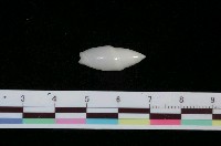 藏品(乳白彈頭螺)的圖片